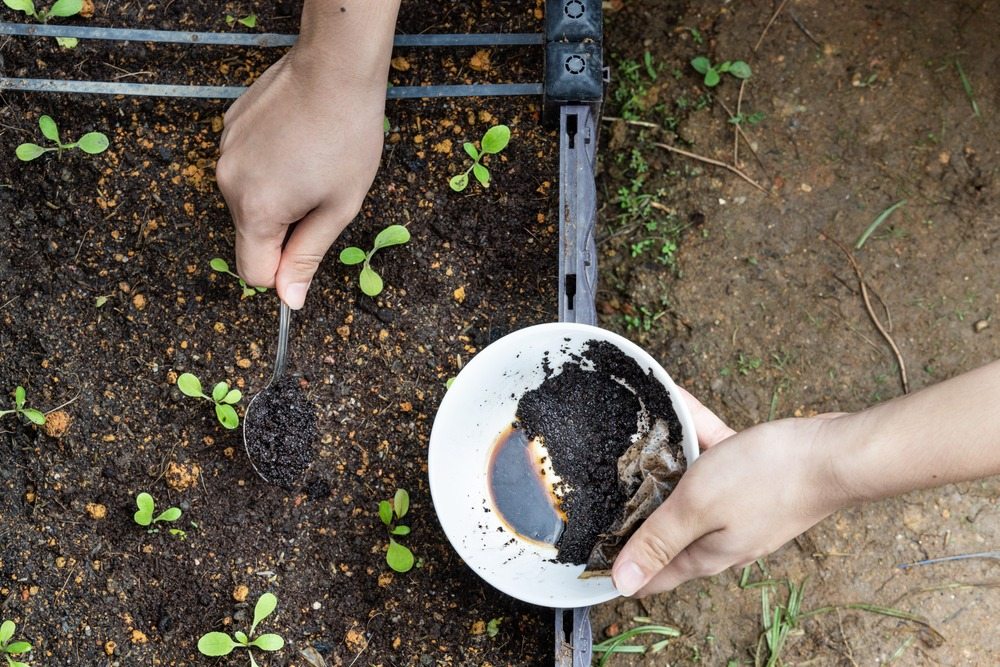 Hilft Kaffeesatz gegen Ameisen im Garten?