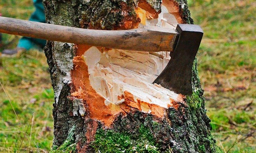 Sturer Nachbar fällt Baum trotz Warnung – Schock im Inneren ➤ Globenow.info