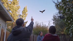 Raubvogel greift Welpen im Garten an – Sekunden später machen die Nachbarn eine unglaubliche Entdeckung ➤ Globenow.info