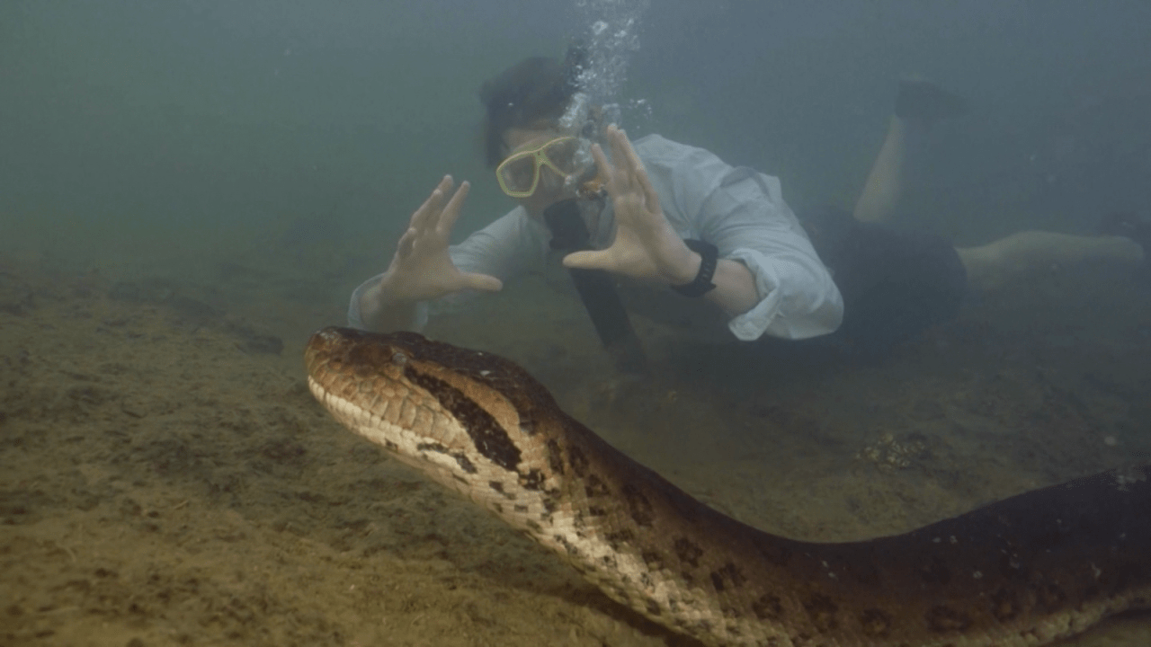 Impactantes imágenes: una anaconda gigante sorprende al Amazonas