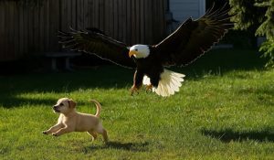 Raubvogel greift Welpen im Garten an – Sekunden später machen die Nachbarn eine unglaubliche Entdeckung