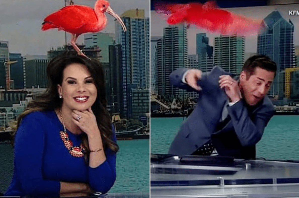 Televidentes quedaron impactados y no pudieron seguir mirando durante la transmisión en vivo