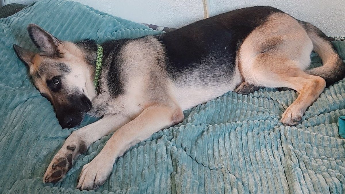 Una madre duerme con su perro, ¡sin imaginar lo que sucederá a medianoche!