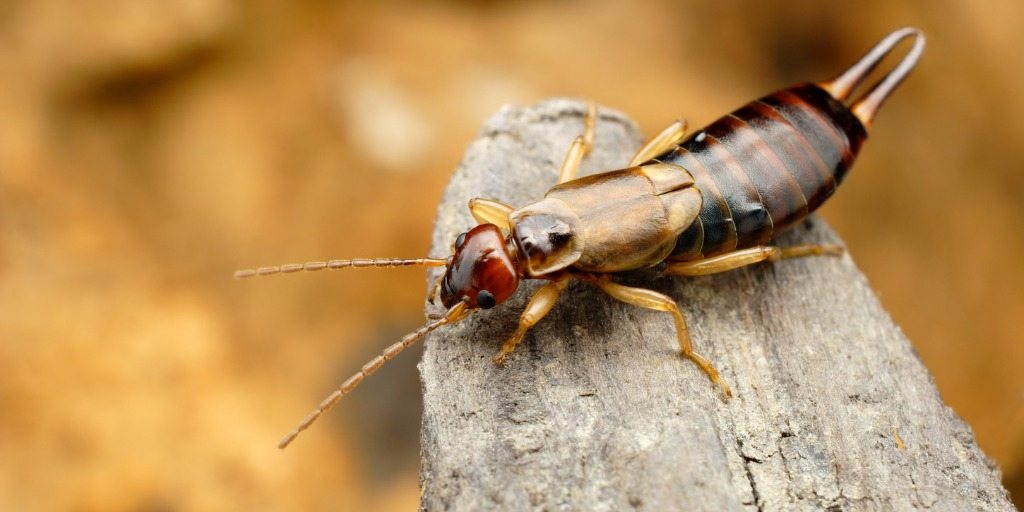 Das sollten Sie nicht tun! Genau deshalb dringen Ohrwürmer in Häuser ein
