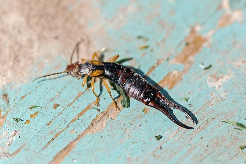 Das sollten Sie nicht tun! Genau deshalb dringen Ohrwürmer in Häuser ein ➤ Globenow.info