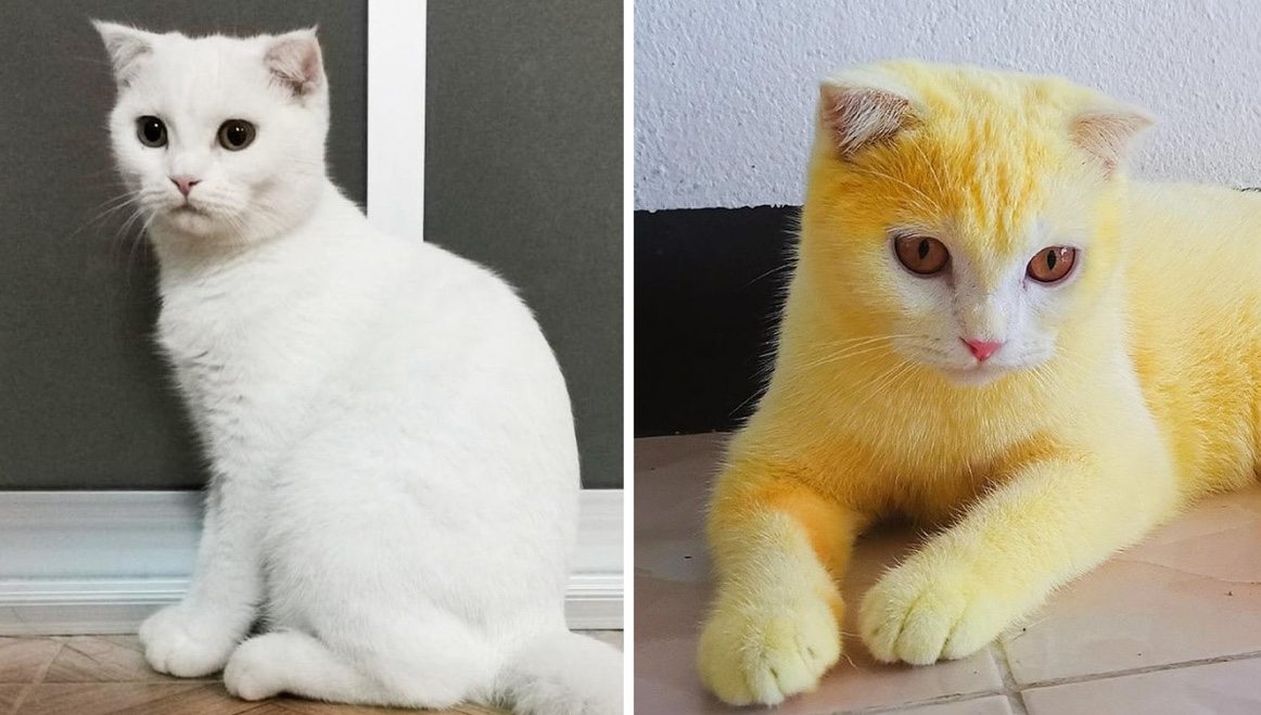 Eine Frau in Thailand behandelte die Pilzinfektion ihrer Katze mit Kurkuma – und das Tier verfärbte sich daraufhin versehentlich gelb ➤ Globenow.info