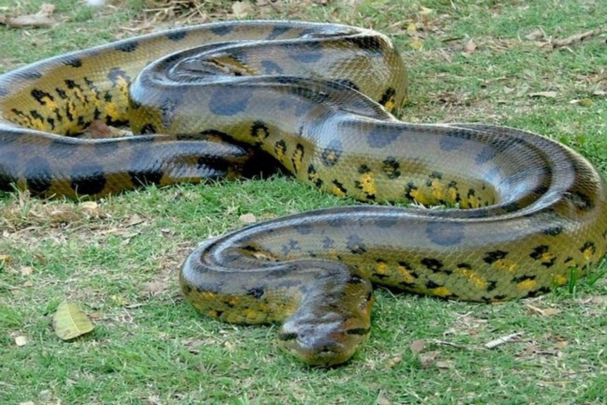 Schockierendes Video! Was die Anakonda diesem Mann angetan hat