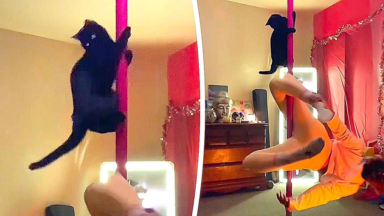 Uma acrobata de quatro patas: uma gata conquista o pole dance com sua dona ➤ Globenow.info