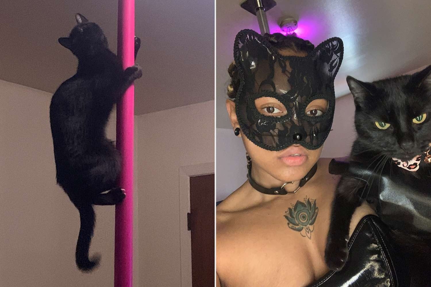 Uma acrobata de quatro patas: uma gata conquista o pole dance com sua dona