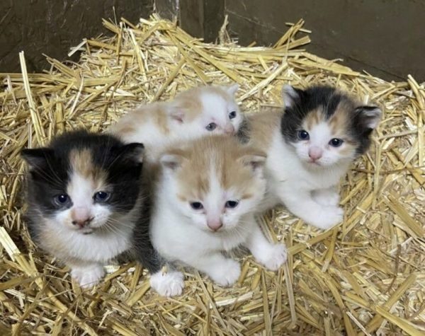 Ele encontrou pequenos pacotes fofinhos no celeiro… mas as palavras do veterinário mudaram tudo ➤ Globenow.info