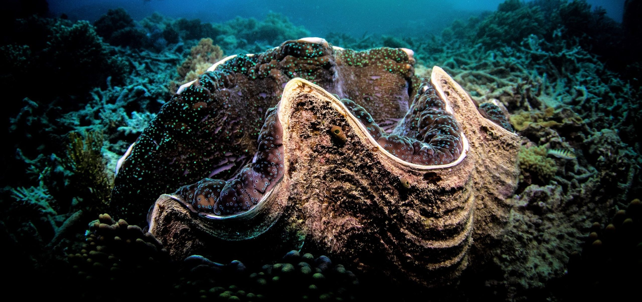 Ele içou algo que lembrava uma concha gigante para o convés. Mas assim que olhou para dentro, um medo gélido o atravessou