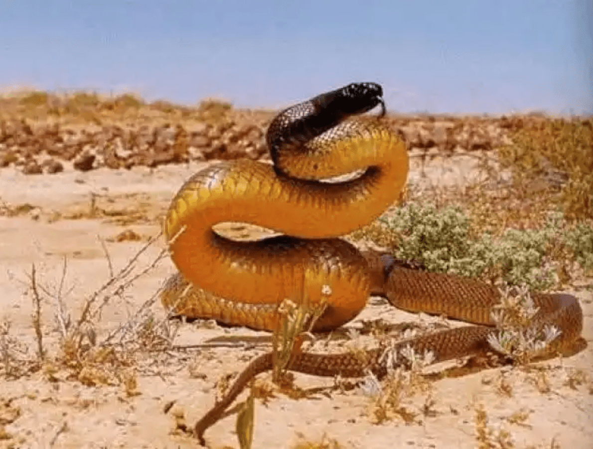 Diese Schlange tut Dinge, die man besser nie sehen möchte