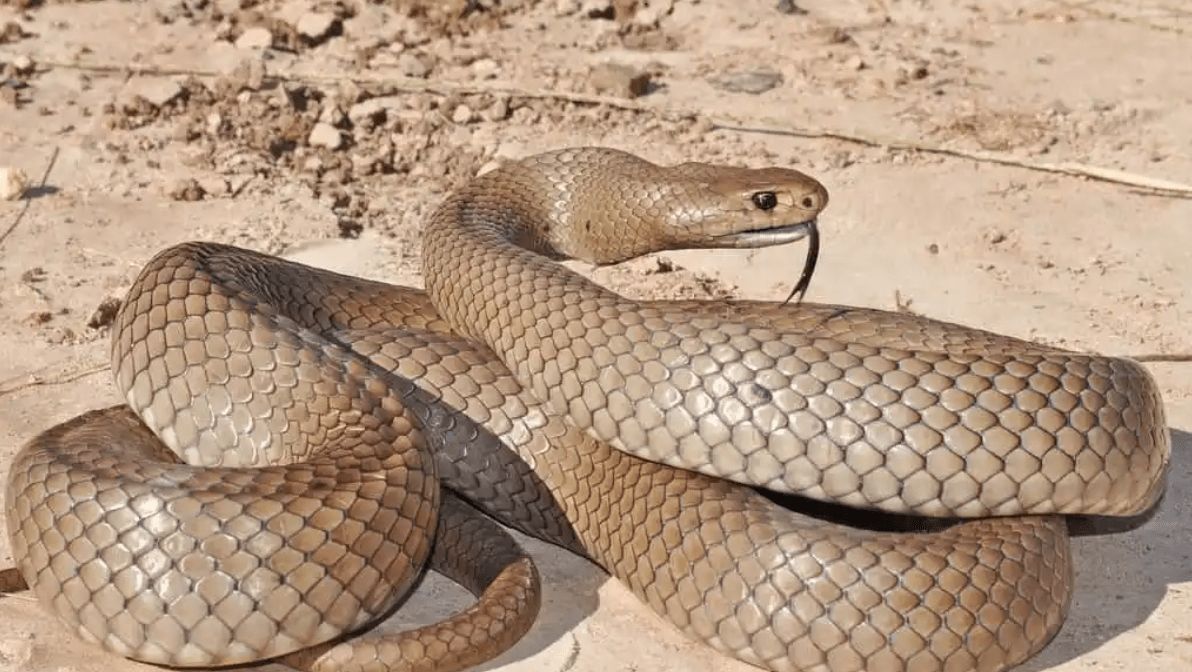 Esta cobra faz coisas que é melhor uma pessoa nunca ver