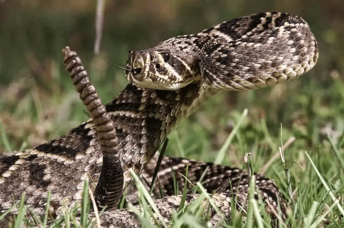 Esta cobra faz coisas que é melhor uma pessoa nunca ver