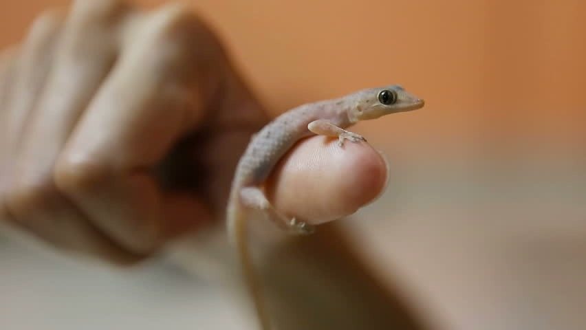Ein neunjähriges Mädchen glaubte, im Wald eine Eidechse gefunden zu haben. Als der Tierarzt es sah, rief er: „Um Gottes Willen, zurücktreten!“