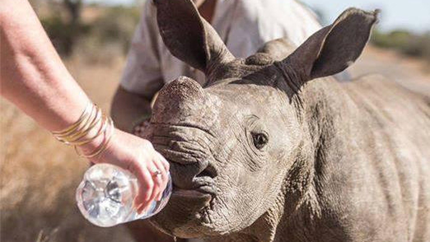 Mann versucht, ein Nashornbaby von der Straße zu holen. Als er näher kommt, merkt er, dass etwas nicht stimmt