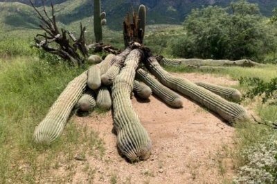 Ein Ranger entdeckte einen Saguaro-Kaktus mit einer seltsamen Beule. Er beschloss, ihn aufzuschneiden und bereute es sofort ➤ Globenow.info