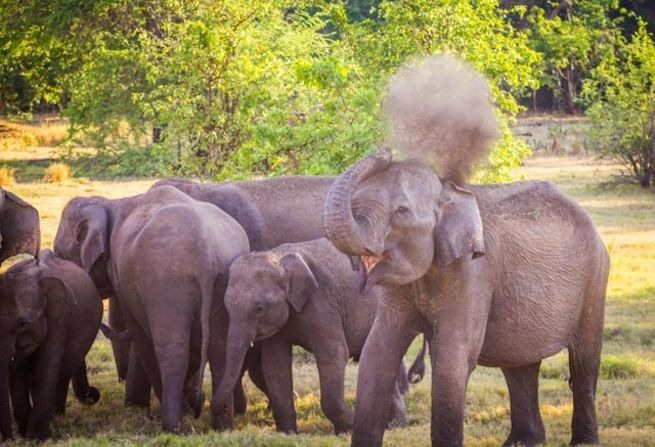 Elefante colocava pedras em um canto do recinto, e especialistas descobriram o motivo… ➤ Globenow.info