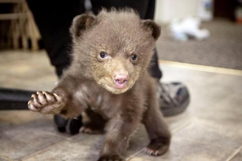 Foi isso que um urso fez com o homem que salvou um filhote de urso