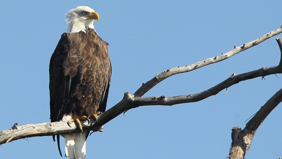 Ein Weißkopfseeadler rührte sich nicht – und sein stummer Hilferuf erschütterte uns zutiefst