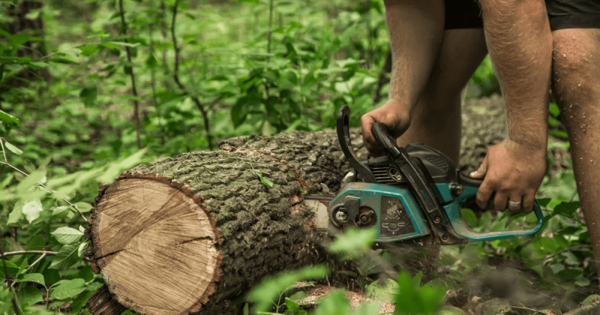 Durva szomszéd figyelmen kívül hagyja a figyelmeztetést és kivágja a fáját – aztán ezt találja bent! ➤ Globenow.info