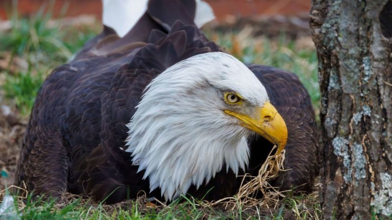Ein Weißkopfseeadler rührte sich nicht – und sein stummer Hilferuf erschütterte uns zutiefst