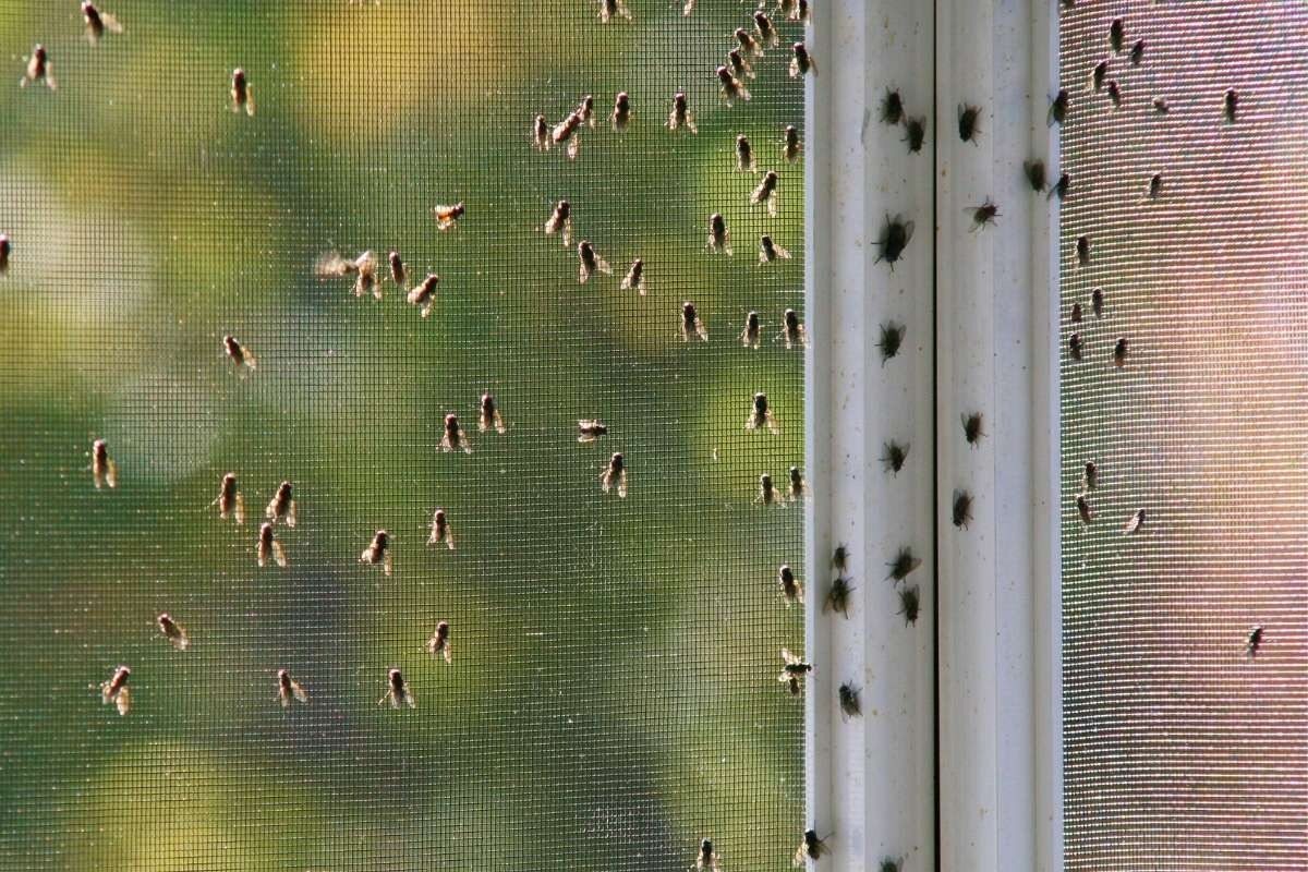 Aprenda como repelir moscas da sua casa!