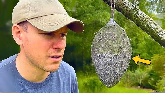 A férfi azt hitte, darázsfészket talált – egy szakértő felfedte az igazságot