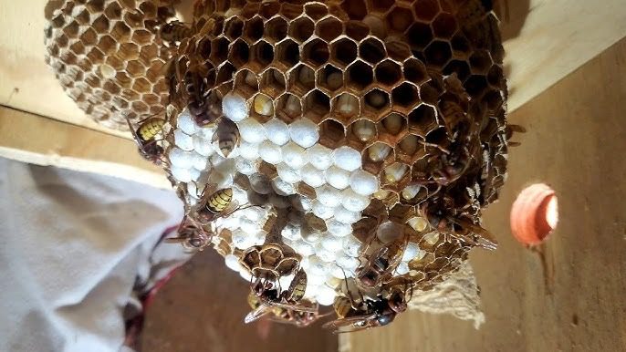 A férfi azt hitte, darázsfészket talált – egy szakértő felfedte az igazságot ➤ Globenow.info