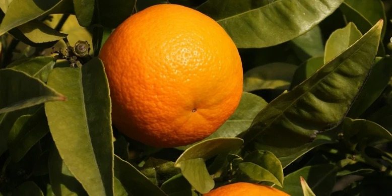 Por que às vezes vale a pena “queimar” uma laranja e quais os benefícios que isso oferece ➤ Globenow.info