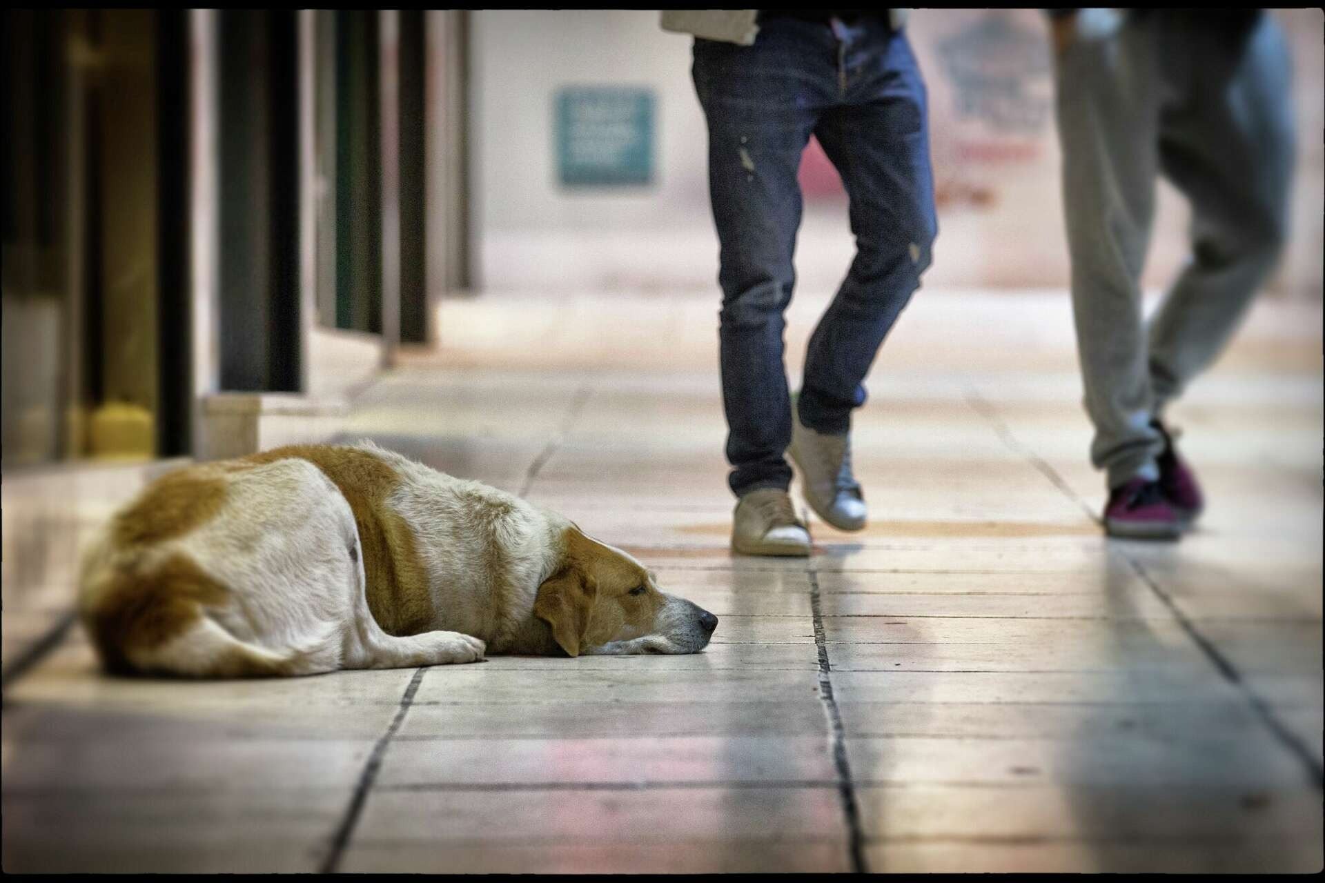 Após anos separados, este cão de rua reencontra seu dono — você não vai acreditar no que ele faz