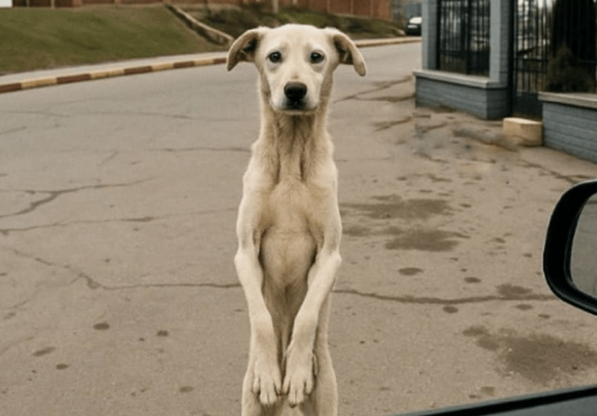 Nach Jahren der Trennung sieht dieser Streuner seinen Besitzer wieder – Sie werden nicht glauben, was er dann tut