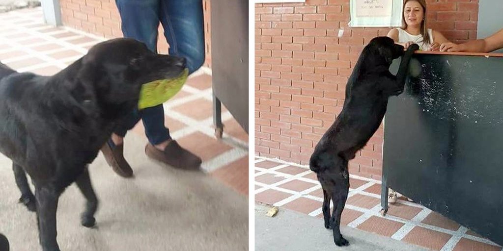 Streunender Hund legt jeden Morgen ein Blatt vor den Laden – eines Tages folgt ihm der Ladenbesitzer