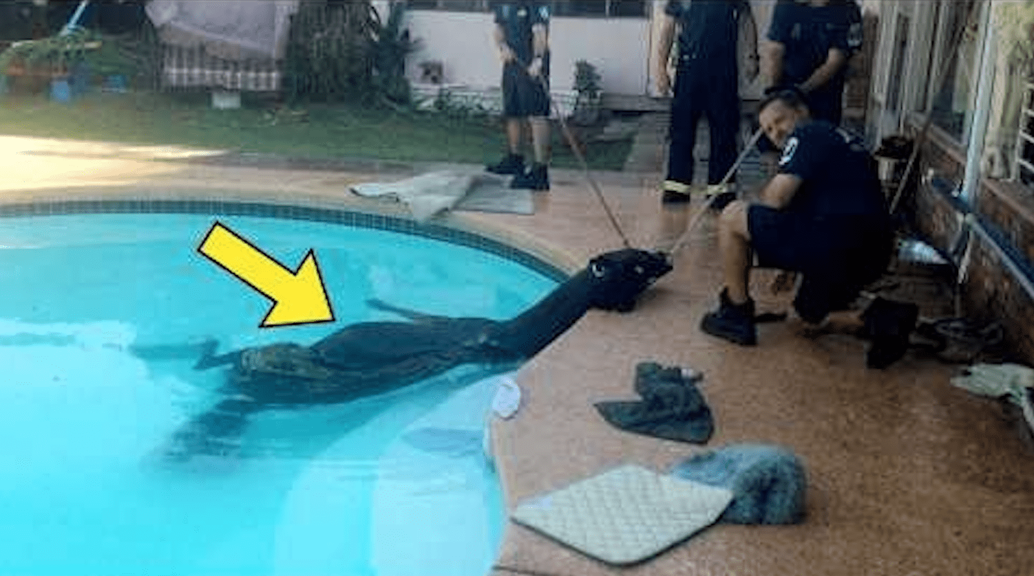 Eine Mutter hört ein Platschen im Pool und entdeckt ein riesiges Tier darin