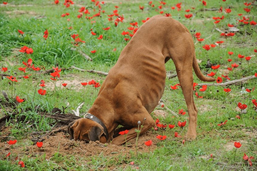Der Hund begann im Hof ​​zu graben – und der Fund veränderte das Leben seines Besitzers