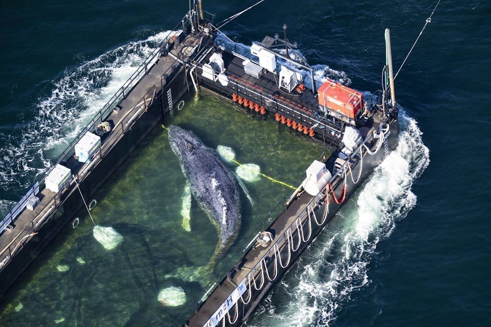 Wal in der Ostsee: Ein Buckelwal ist in ein Transportschiff geschwommen und wird transportiert