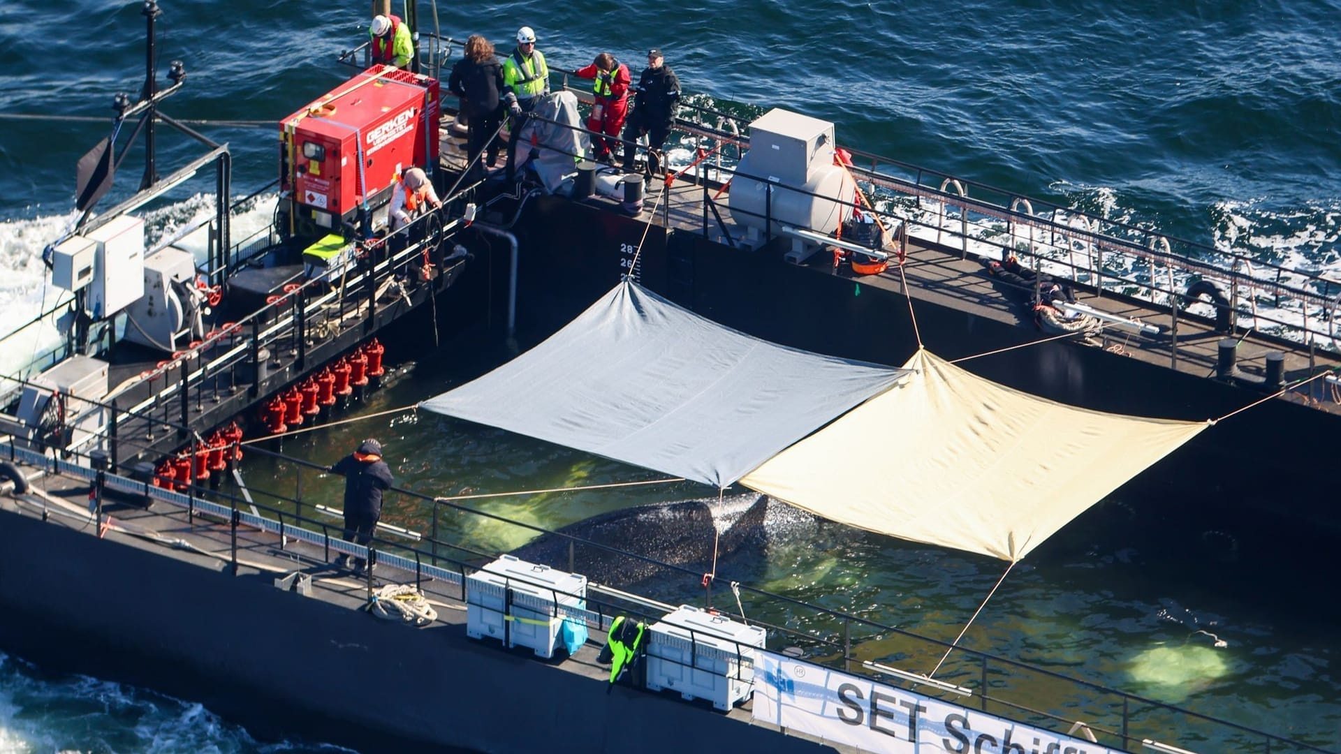 Wal in der Ostsee: Ein Buckelwal ist in ein Transportschiff geschwommen und wird transportiert