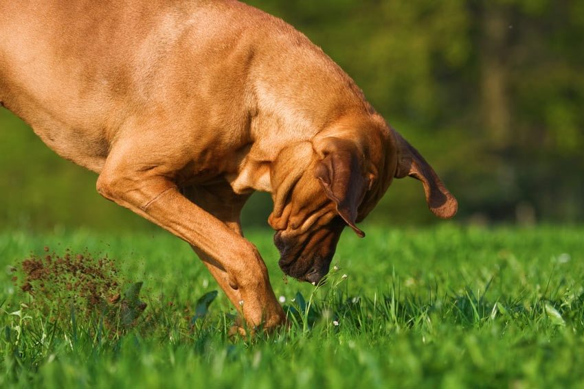 Der Hund begann im Hof ​​zu graben – und der Fund veränderte das Leben seines Besitzers