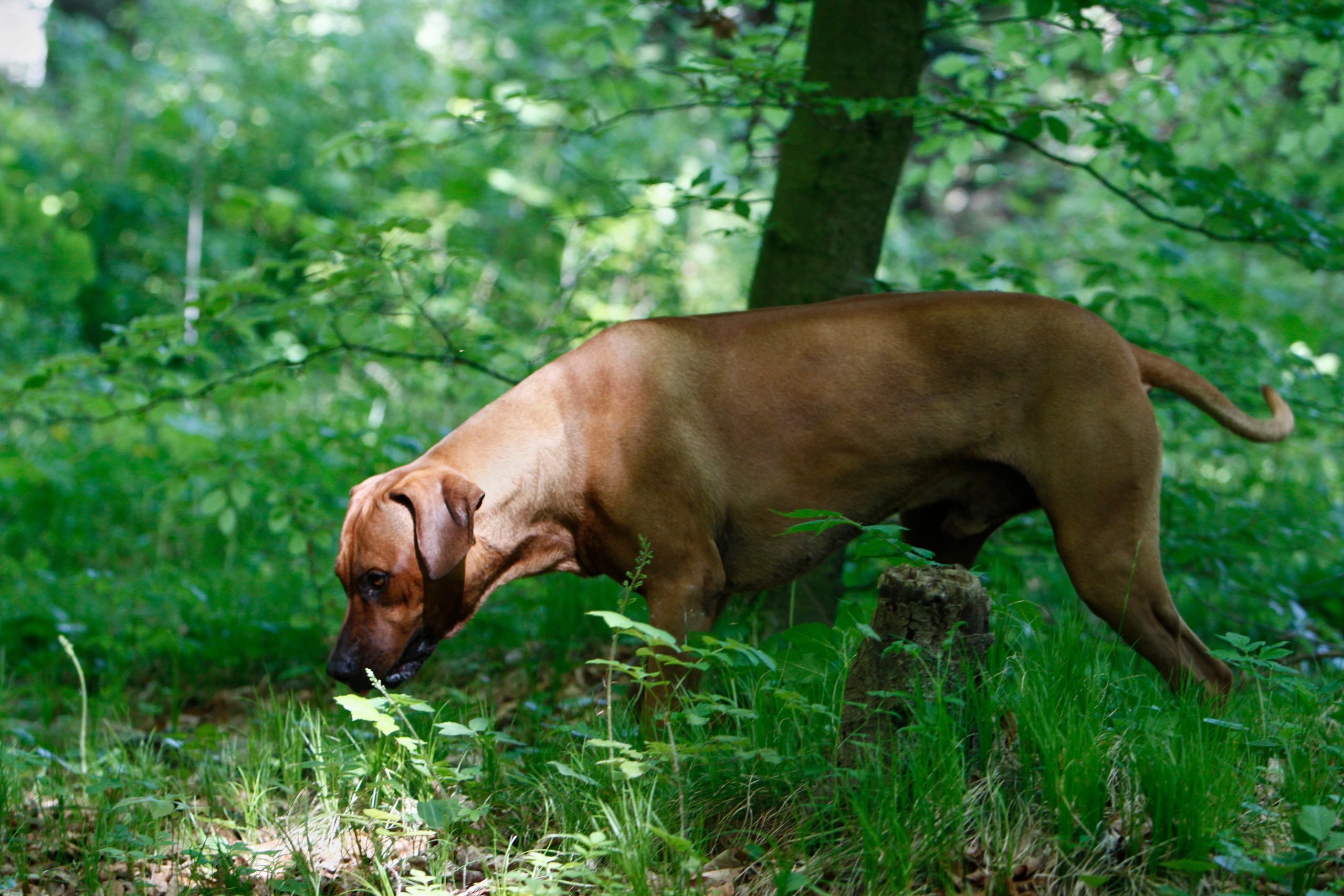 Der Hund begann im Hof ​​zu graben – und der Fund veränderte das Leben seines Besitzers