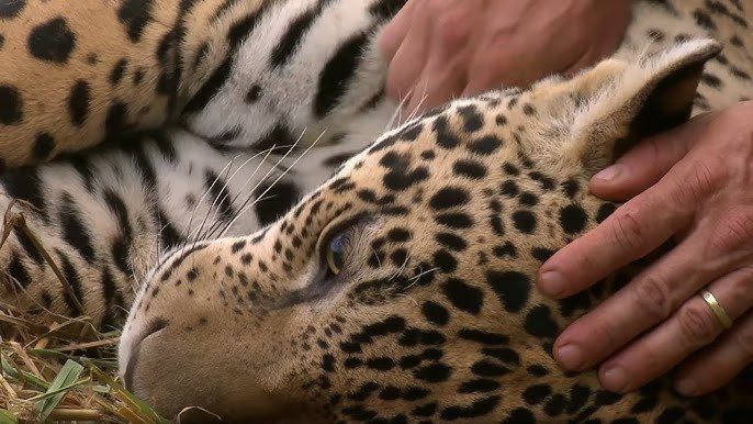 Un leopardo huérfano llamaba a su puerta cada amanecer. Un día, finalmente, lo dejó entrar