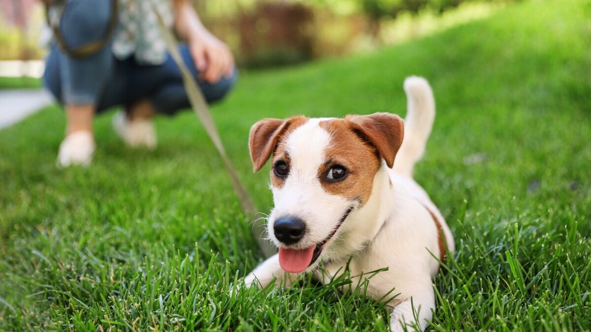 Ein Mann hatte genug davon, dass die Hunde seiner Nachbarn seinen Rasen in eine Toilette verwandelten – und beschloss, ihnen eine Lektion zu erteilen