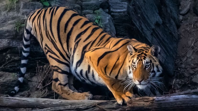 Tiger weigert sich tagelang, sich zu bewegen – Tierpfleger traut seinen Augen nicht, als er den Grund entdeckt