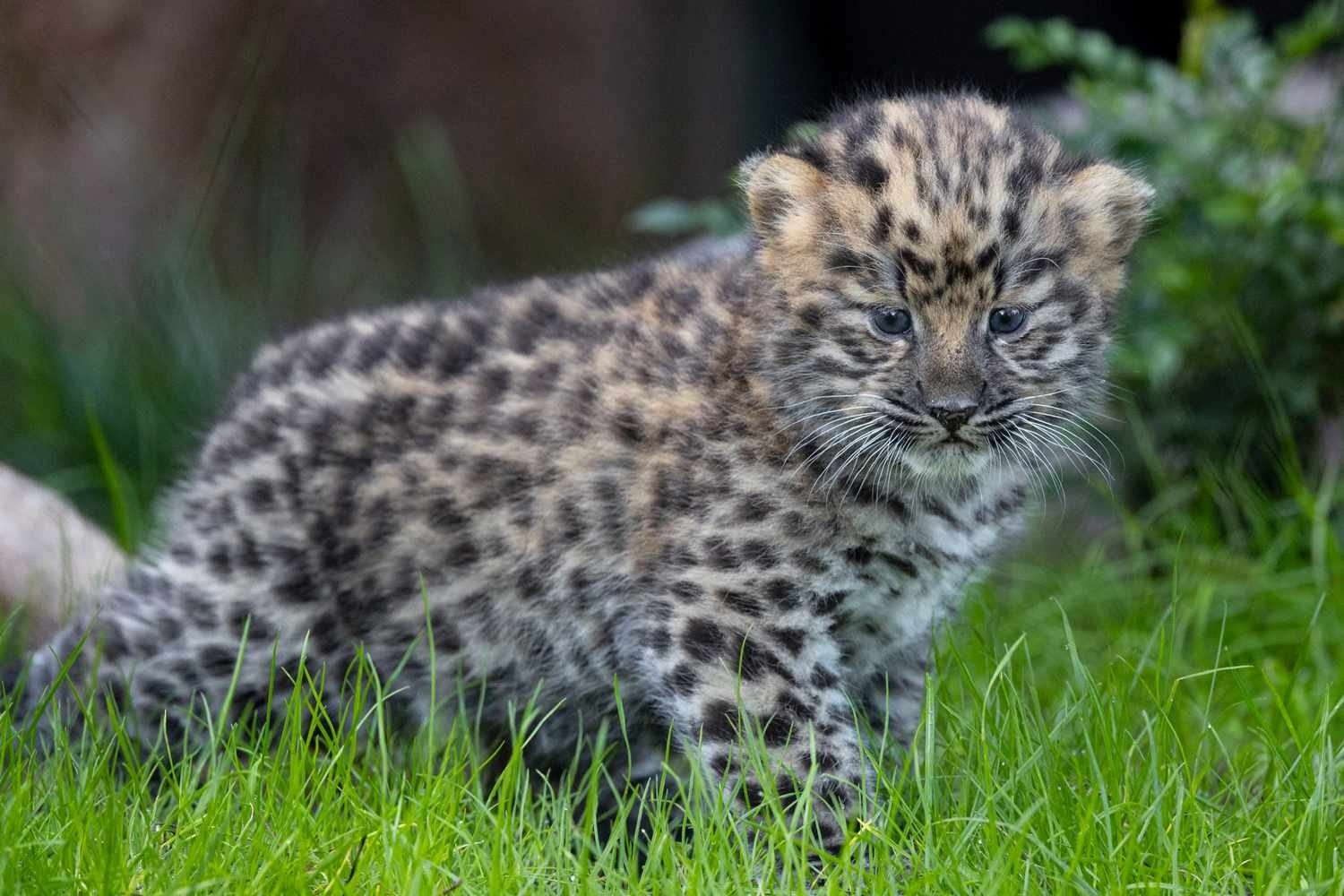 Un leopardo huérfano llamaba a su puerta cada amanecer. Un día, finalmente, lo dejó entrar