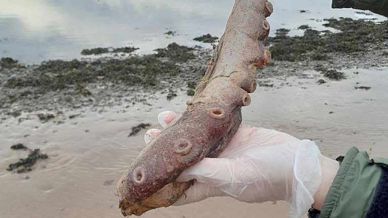 Ein mysteriöser Strandfund verwandelte sein Leben in einen Albtraum ➤ Globenow.info