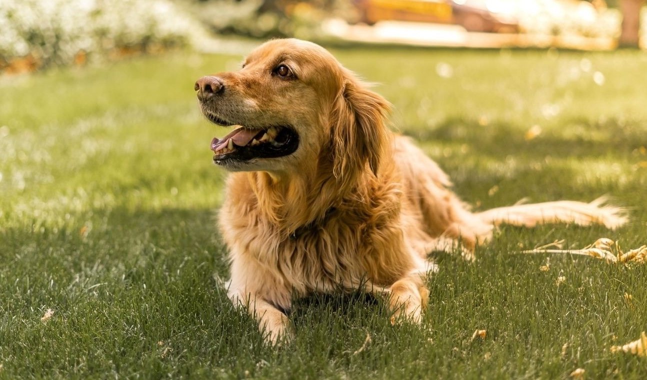 Ein Mann hatte genug davon, dass die Hunde seiner Nachbarn seinen Rasen in eine Toilette verwandelten – und beschloss, ihnen eine Lektion zu erteilen