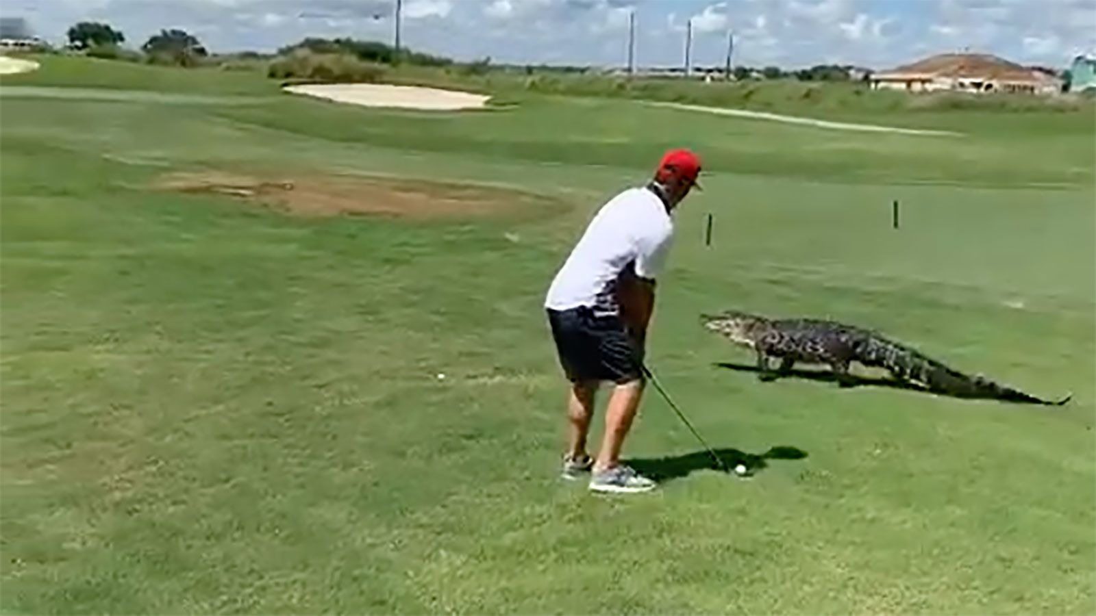 Ein Video zeigt einen riesigen Alligator, der Golfer auf einem Golfplatz in Georgia belästigt