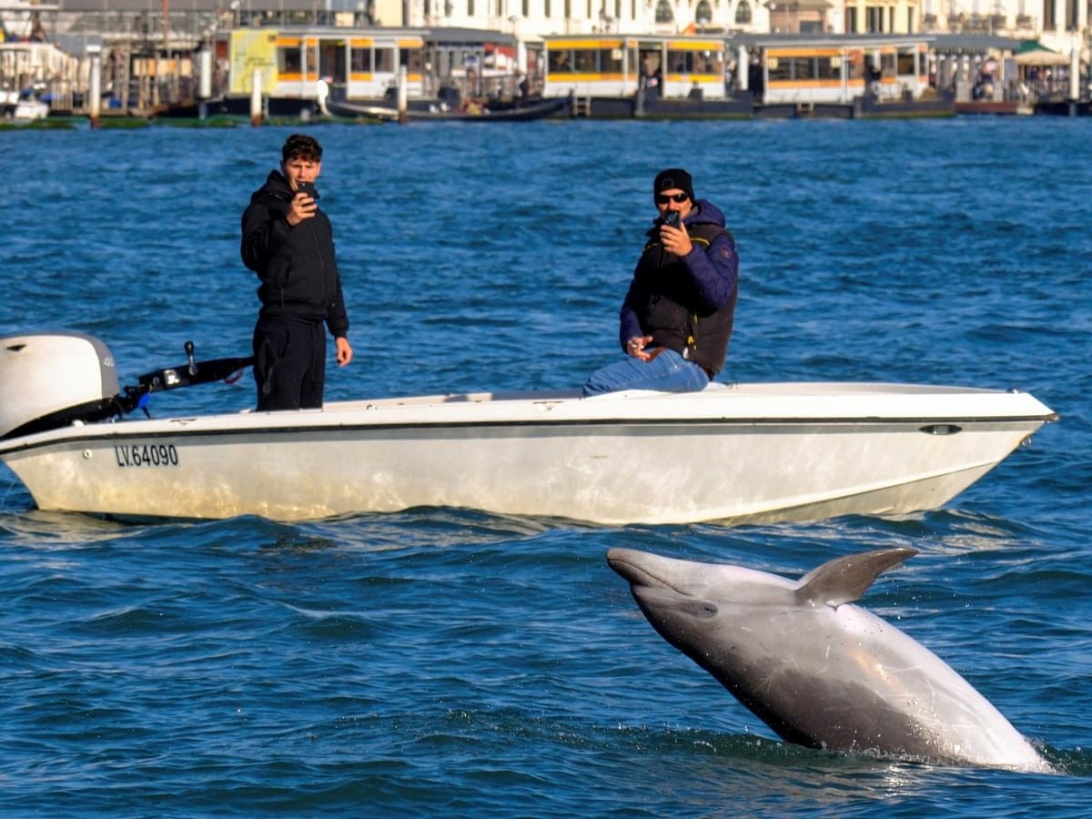 Ein Delfin verfolgte das Boot hartnäckig, bis die Besatzung erkannte, was er vorhatte