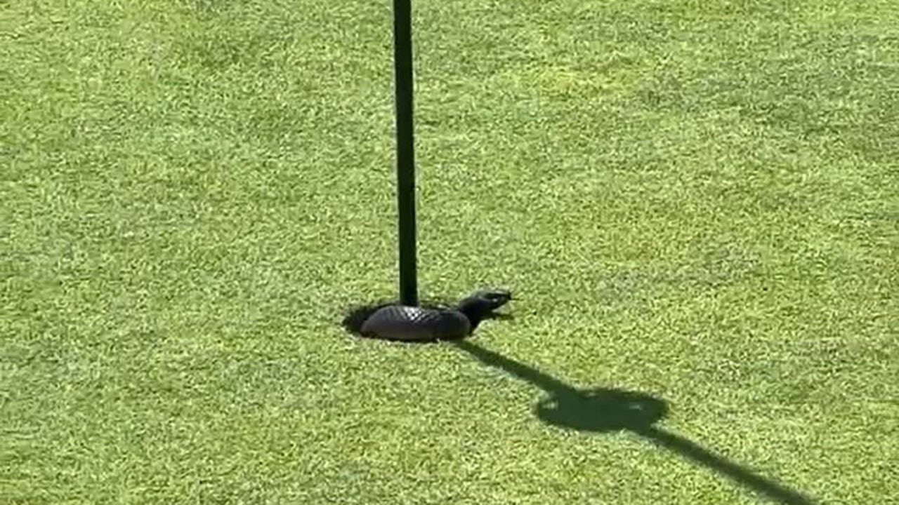 Ein Video aus Australien zeigt eine Giftschlange, die auf dem zweiten Grün aus dem Loch springt und Golfer verblüfft