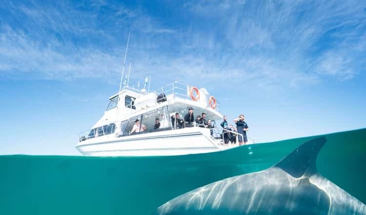 Ein Delfin verfolgte das Boot hartnäckig, bis die Besatzung erkannte, was er vorhatte