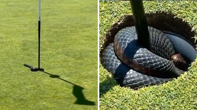 Ein Video aus Australien zeigt eine Giftschlange, die auf dem zweiten Grün aus dem Loch springt und Golfer verblüfft ➤ Globenow.info